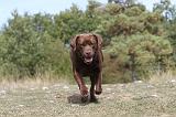 LABRADOR 086